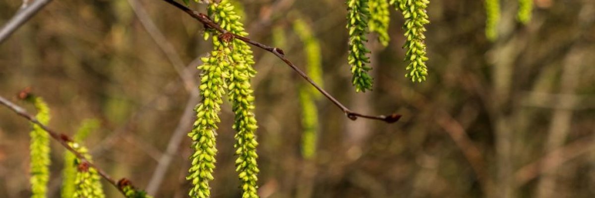 Mogyoró, éger vagy nyírfa allergia? Allergén immunterápiával tartósan kezelhető!