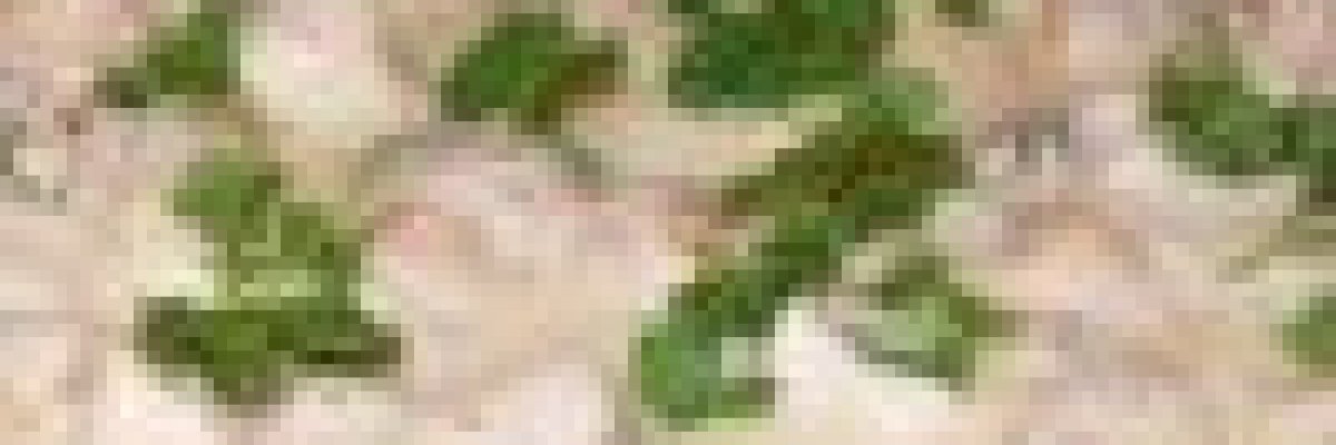 Serpenyős csirkemell gombamártással (gluténmentes, cukormentes)