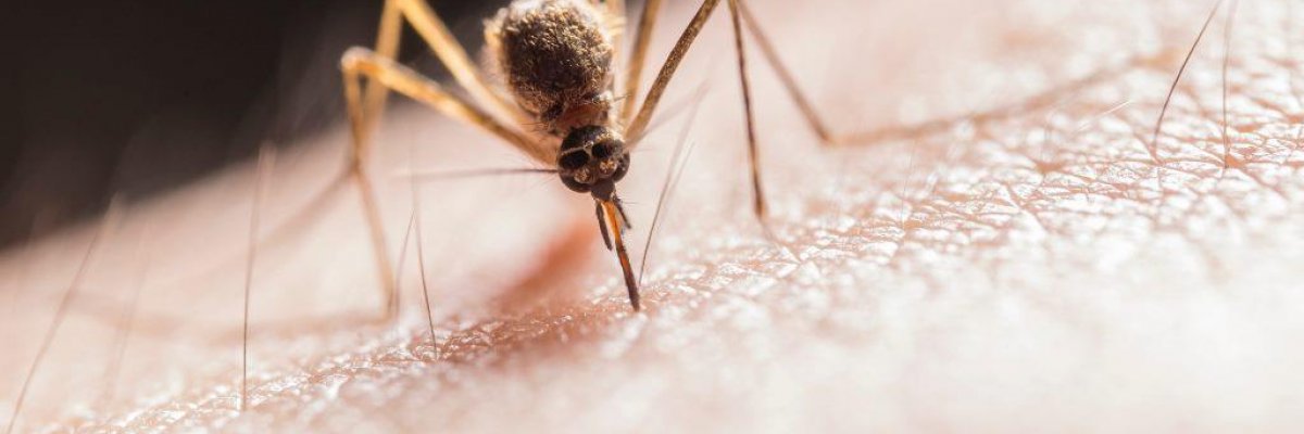 Allergiás vagyok a szúnyogcsípésre? Mi az a Skeeter-szindróma?
