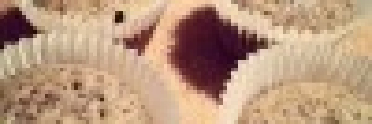 Mákos-banános muffin (gluténmentes)