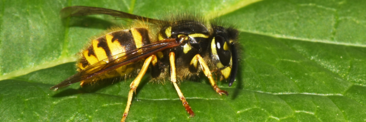 Bizonytalan allergiás tünetek? Így ismerheti fel a méh- vagy darázs allergiát!