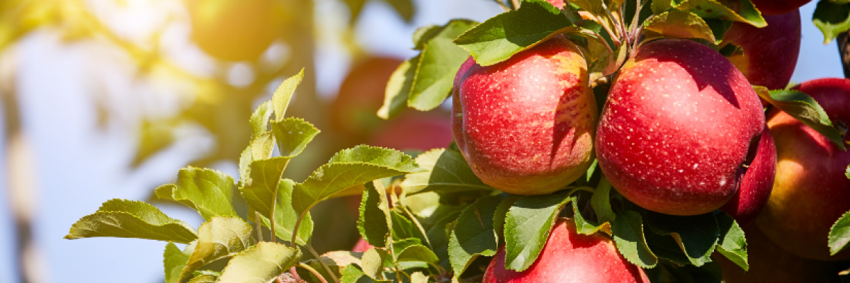 Miért ne egyen almát, ha allergiás a nyírfapollenre?