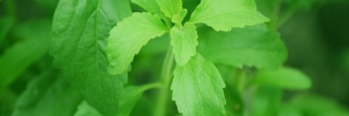 stevia növények a cukorbetegség kezelésében