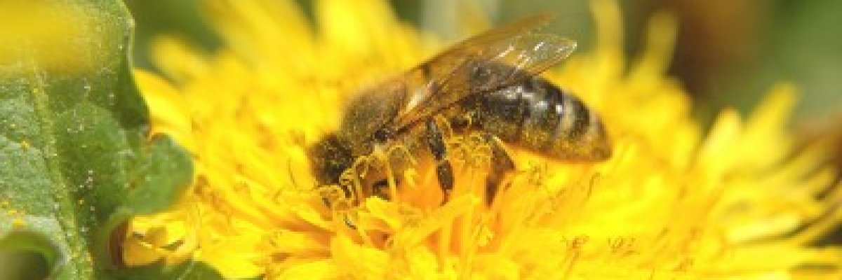 5 kérdés a méh- és darázsméreg allergiáról