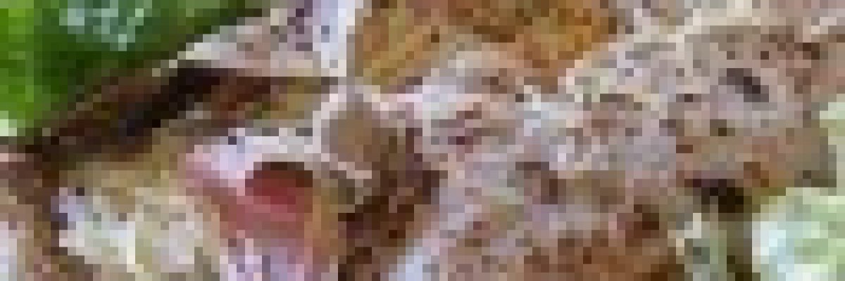 Sajtos-sonkás hajdinapalacsinta (galette)