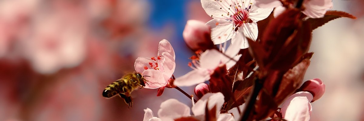 Súlyos reakció méhcsípés után: rovarméreg allergia bármely életkorban kialakulhat