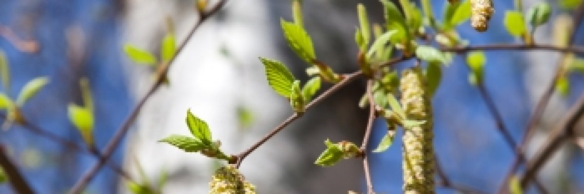 Pollenhelyzet: megkezdődött az idei szezon