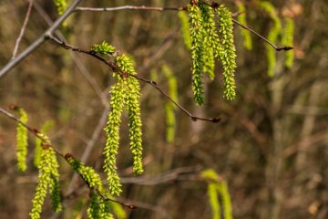 Mogyoró, éger vagy nyírfa allergia? Allergén immunterápiával tartósan kezelhető!