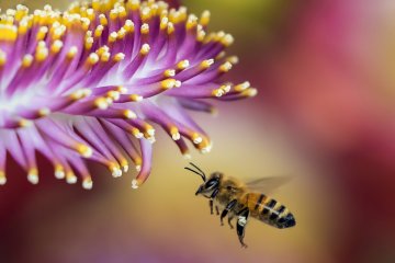 Bizonytalan allergiás tünetek? Így ismerheti fel a méh- vagy darázs allergiát!