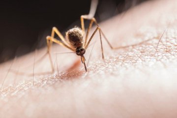 Allergiás vagyok a szúnyogcsípésre? Mi az a Skeeter-szindróma?