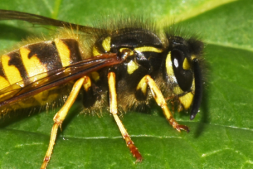 Bizonytalan allergiás tünetek? Így ismerheti fel a méh- vagy darázs allergiát!