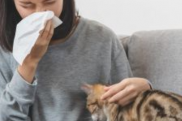 Létezik-e tökéletesen hipoallergén kutya, macska?