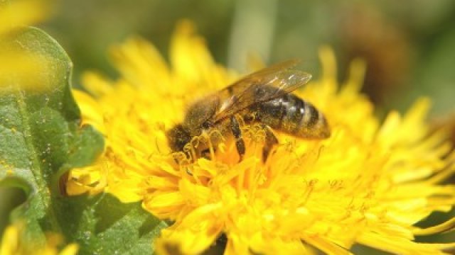 5 kérdés a méh- és darázsméreg allergiáról