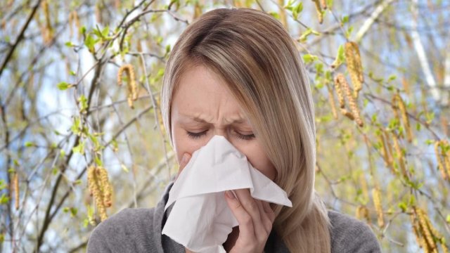 Nyírfapollen allergiásként már most gondolnia kell a kezelésre!