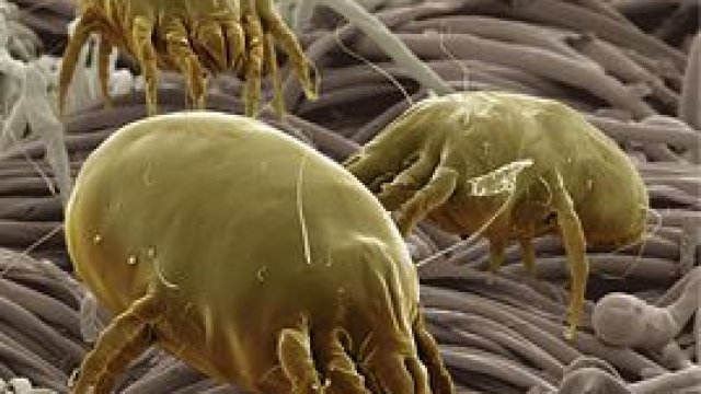 Támogatott poratka-allergia immunterápia 2014