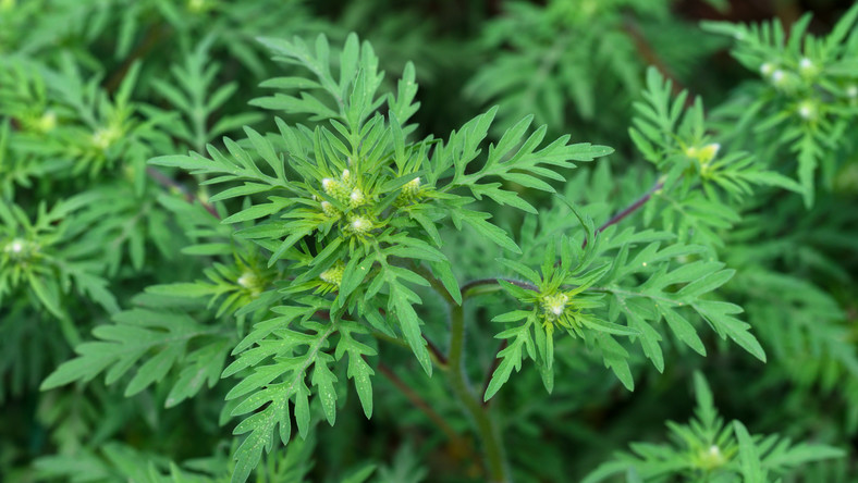 5 fontos érvünk van, hogy miért válassza idén az allergén immunterápiát!