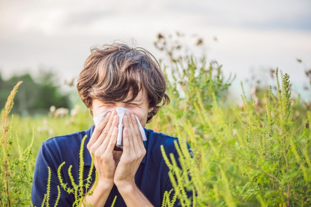 Parlagfű allergia tünete a tüsszögés