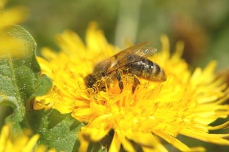 méh- és darázsméreg allergia-anafilaxia