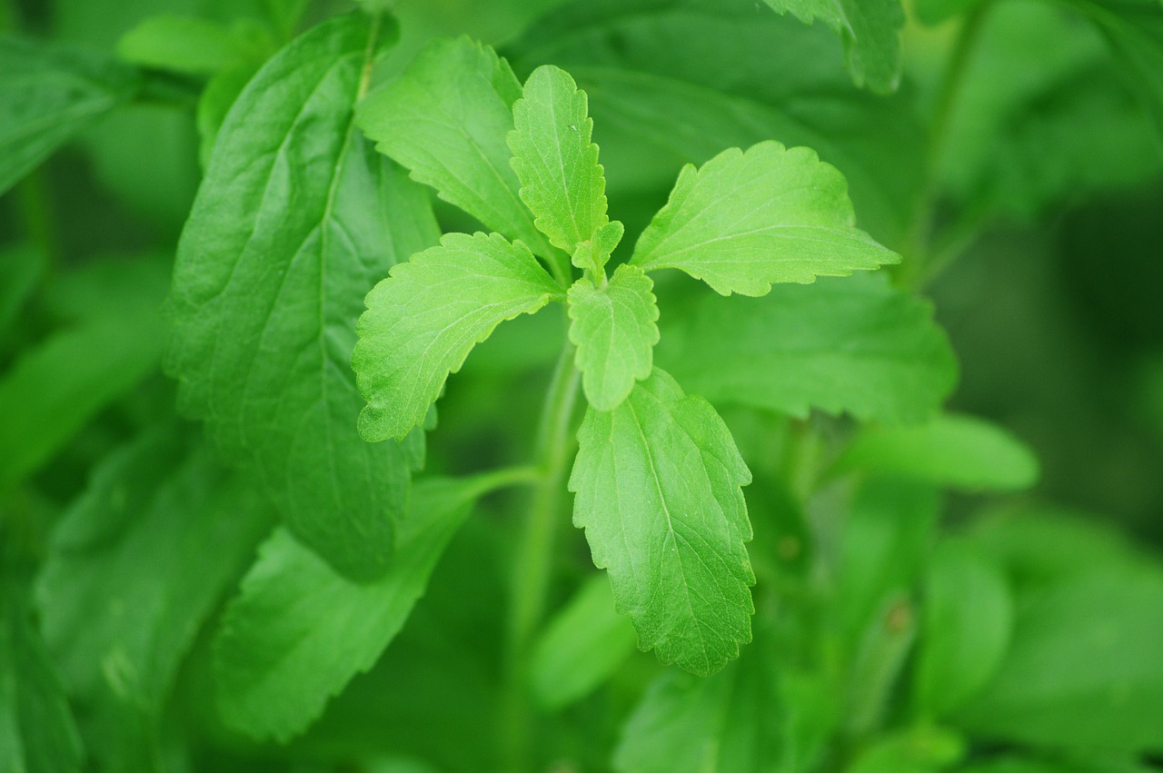 stevia cukorbetegség kezelése)