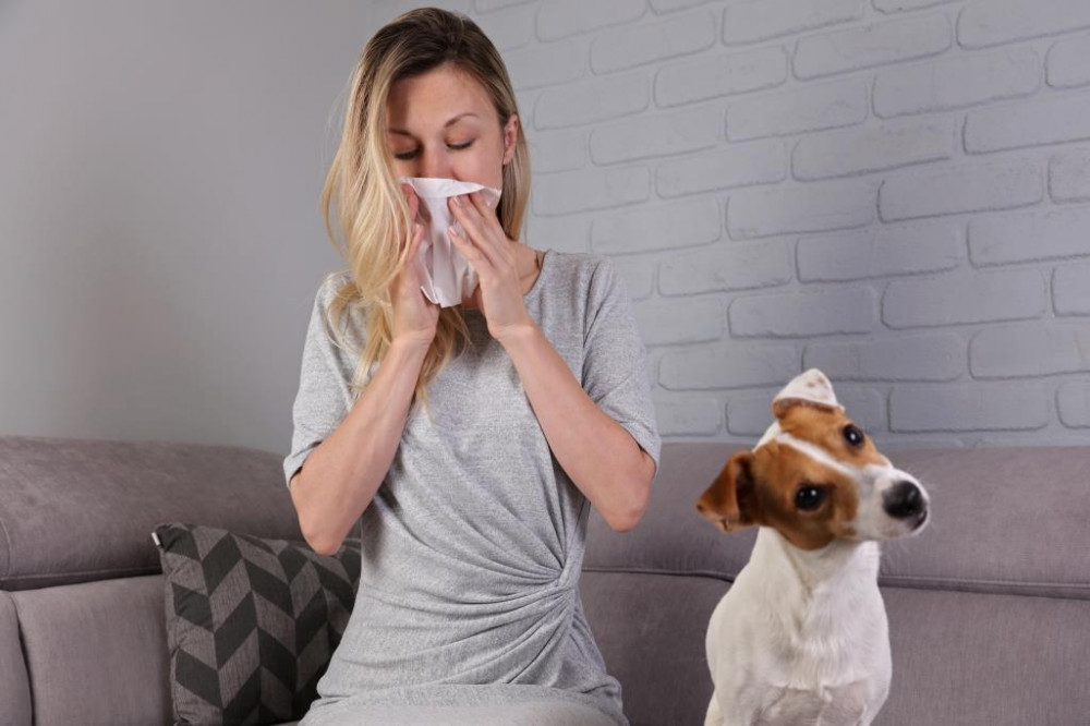 A házi kedvencek miatt is fokozódhatnak a parlagfű allergia tünetei.