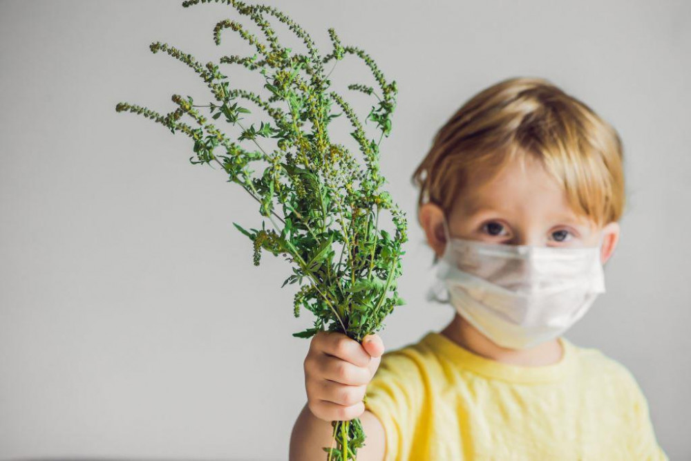 Allergén immunterápia gyerekeknél, parlagfű allergia ellen.